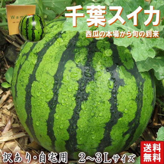 厳選大玉スイカ 約7～9kg 1玉入り 2～3Lサイズ 訳あり品 千葉県産 大玉サイズ 空洞・棚落ち含む 富里・成田・船穂を始めとした国内屈指の産地が誇る旬の味！02