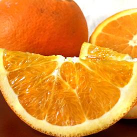 ネーブルオレンジ 愛媛県産 約10kg M～4Lサイズ 秀品 産地箱入り JA全農えひめ 実測糖度14度超！ 流通量の少ない貴重な国産品！