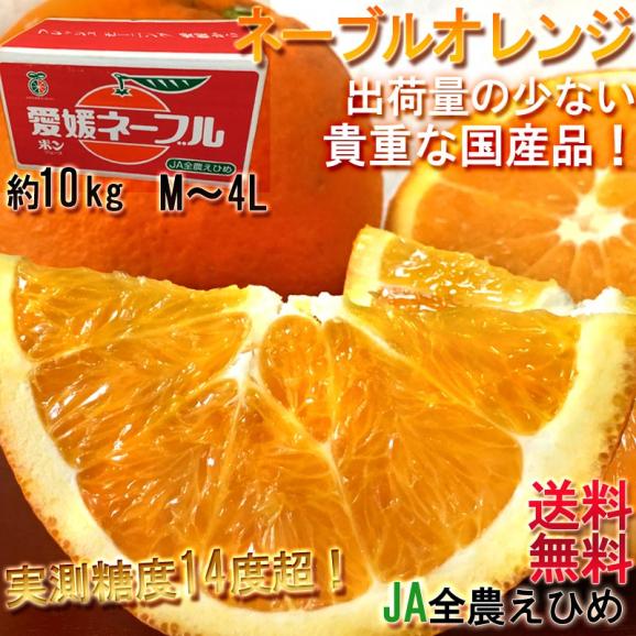 ネーブルオレンジ 愛媛県産 約10kg M~4Lサイズ 秀品 産地箱入り JA全農えひめ 実測糖度14度超! 流通量の少ない貴重な国産品!02