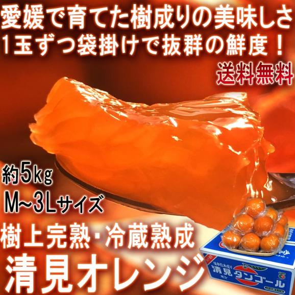 樹成り清見オレンジ 冷蔵熟成 約5kg M～3Lサイズ 愛媛県産 JA全農えひめ 樹上完熟で実測糖度16度！低温熟成で仕上げた抜群の美味しさ02