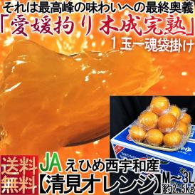 樹成り清見オレンジ 冷蔵熟成 約2.5kg M～3Lサイズ 愛媛県産 訳あり品 JA全農えひめ 樹上完熟で実測糖度16度！低温熟成で仕上げた抜群の美味しさ