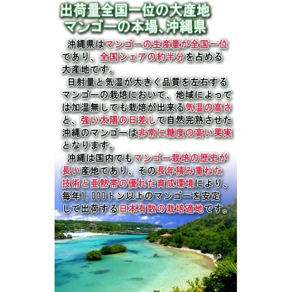 沖縄マンゴー 2玉入り 2L~3Lサイズ 秀品 贈答品 沖縄県産 JAおきなわ 抜群の味わいと濃厚な甘み!JA選果の高品質な完熟フルーツ03