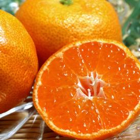 温室佐賀みかん 約2kg S～Lサイズ 佐賀県産 秀品 JAからつ 贈答規格 美しい果皮と高糖度の高級みかん！ ハウス蜜柑の聖地、佐賀のミカン
