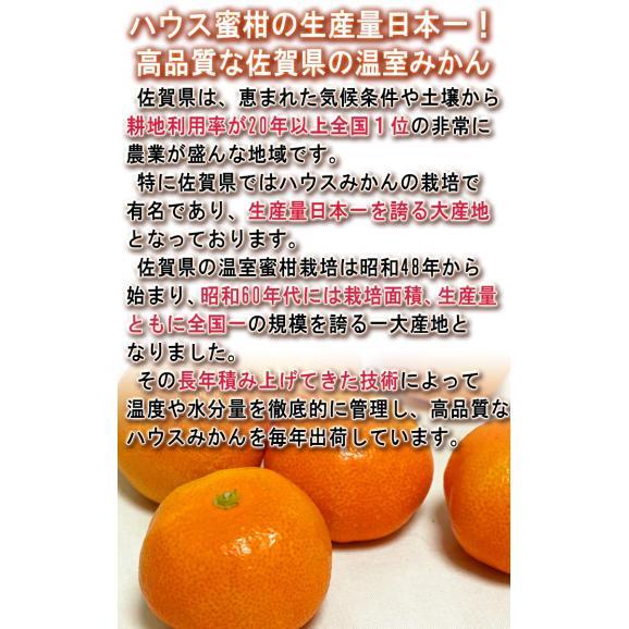 温室佐賀みかん 約2kg S～Lサイズ 佐賀県産 秀品 JAからつ 贈答規格 美しい果皮と高糖度の高級みかん！ ハウス蜜柑の聖地、佐賀のミカン03