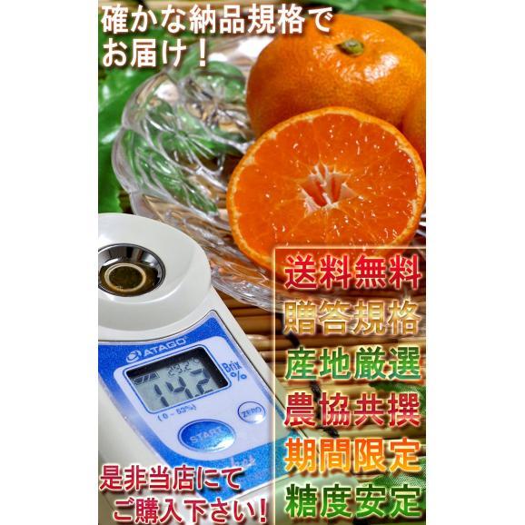 温室佐賀みかん 約2kg S～Lサイズ 佐賀県産 秀品 JAからつ 贈答規格 美しい果皮と高糖度の高級みかん！ ハウス蜜柑の聖地、佐賀のミカン05