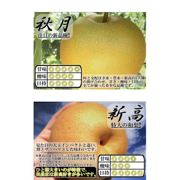 千葉梨 幸水・豊水・あきづき・新高・南水・にっこり 約5kg 9～14玉前後 贈答規格 大玉限定 秀品～優品 白井・市川・船橋など千葉の厳選産地で育てた抜群の味！04