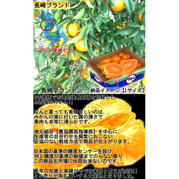 味まる蜜柑 約2kg 秀品～優品 JAながさき西海 贈答可能 光センサー選果で糖度12度保障！長崎県が誇る有名ブランド、西海みかん02