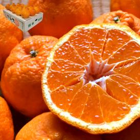 不知火 しらぬい 約5kg M～2Lサイズ中心 熊本県産 個人農家産 熊本県で育てた本場の味わい！デコポンと同品種のタンゴール