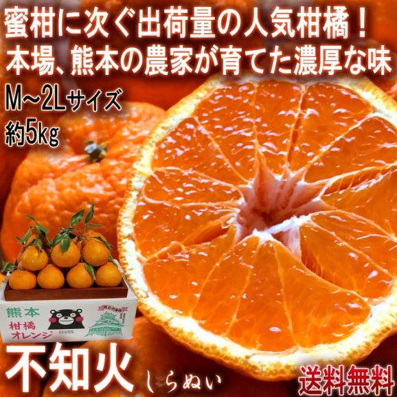 不知火 しらぬい 約5kg M～2Lサイズ中心 熊本県産 個人農家産 熊本県で育てた本場の味わい！デコポンと同品種のタンゴール02