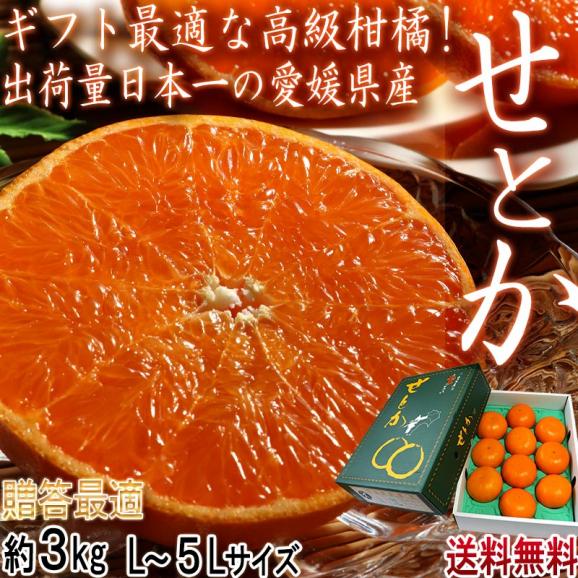 温室せとか 約3kg L~5Lサイズ 愛媛県産 施設栽培 贈答品 JA全農えひめ 温室で丁寧に育てた抜群の味と品質!最高峰の高級タンゴール02