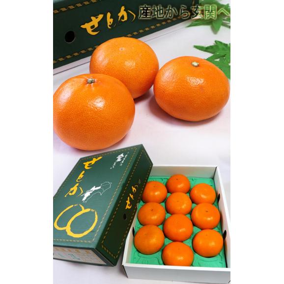 温室せとか 約3kg L~5Lサイズ 愛媛県産 施設栽培 贈答品 JA全農えひめ 温室で丁寧に育てた抜群の味と品質!最高峰の高級タンゴール03