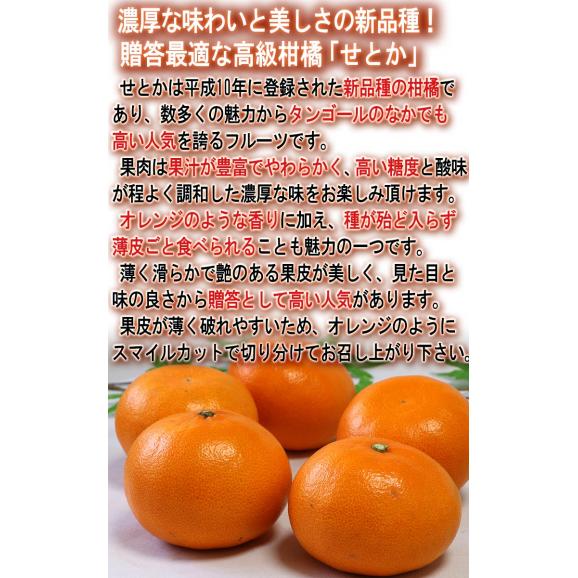 温室せとか 約3kg L~5Lサイズ 愛媛県産 施設栽培 贈答品 JA全農えひめ 温室で丁寧に育てた抜群の味と品質!最高峰の高級タンゴール04