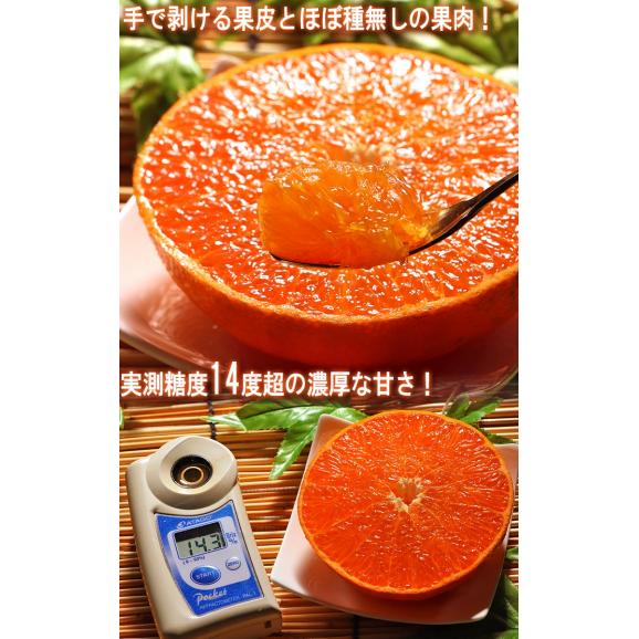 温室せとか 約3kg L~5Lサイズ 愛媛県産 施設栽培 贈答品 JA全農えひめ 温室で丁寧に育てた抜群の味と品質!最高峰の高級タンゴール05