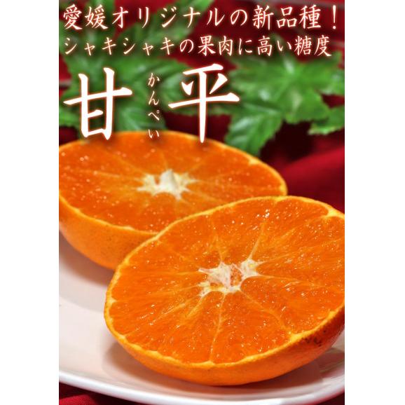 甘平 かんぺい 約3kg 愛媛県産 秀品 JAえひめ南 加温栽培 贈答最適 化粧箱入り 温室栽培で最上級の品質！JAえひめ南のギフトフルーツ03
