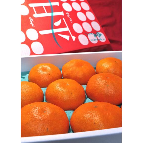 甘平 かんぺい 約3kg 愛媛県産 秀品 JAえひめ南 加温栽培 贈答最適 化粧箱入り 温室栽培で最上級の品質！JAえひめ南のギフトフルーツ04