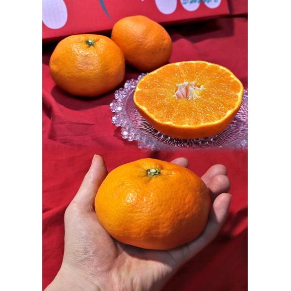 甘平 かんぺい 約3kg 愛媛県産 秀品 JAえひめ南 加温栽培 贈答最適 化粧箱入り 温室栽培で最上級の品質！JAえひめ南のギフトフルーツ05