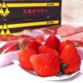 スカイベリー 大粒いちご 約600g×2箱 計1.2kg 栃木県産 贈答品 JAとちぎ ジューシーな果肉に濃厚な味!苺王国期待の新品種