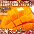 早期出荷 宮崎マンゴー 完熟限定 1玉入り 2～3Lサイズ 宮崎県産 秀品 JA宮崎中央 贈答品 温室栽培 国産・完熟ならではの抜群の甘さと豊かな香り！