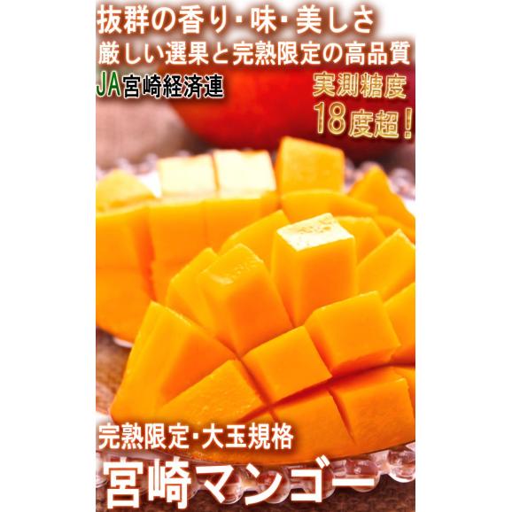 宮崎マンゴー 完熟限定 皇帝マンゴー 1玉入り 4～5Lサイズ 宮崎県産 秀品 JA宮崎中央 贈答品 温室栽培 国産・完熟ならではの抜群の甘さと豊かな香り！02