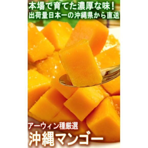 産地直送 沖縄マンゴー 約1kg 2～4玉 沖縄県産 贈答規格 個人農家産 南国の日差しで抜群の味！日本一の出荷量を誇る本場の美味しさ02
