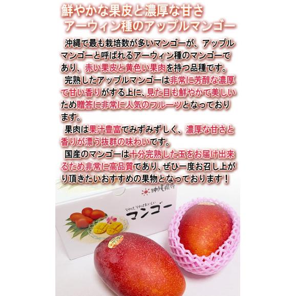 産地直送 沖縄マンゴー 約1kg 2～4玉 沖縄県産 贈答規格 個人農家産 南国の日差しで抜群の味！日本一の出荷量を誇る本場の美味しさ04