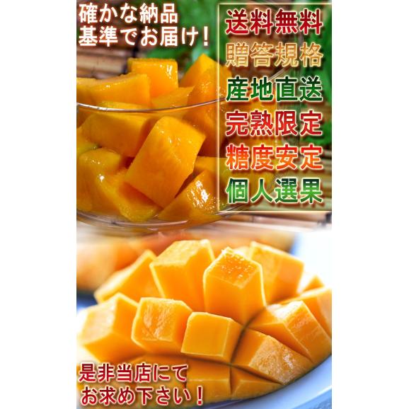 産地直送 沖縄マンゴー 約1kg 2～4玉 沖縄県産 贈答規格 個人農家産 南国の日差しで抜群の味！日本一の出荷量を誇る本場の美味しさ05