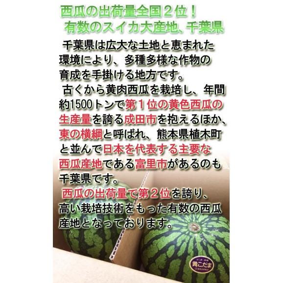 クリームこだま西瓜 黄色スイカ 約3~4kg 2~4玉 千葉県産中心 贈答規格 秀~優品 実測糖度11度の豊かな甘さ!03