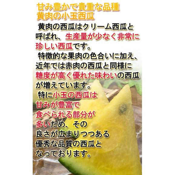 クリームこだま西瓜 黄色スイカ 約3~4kg 2~4玉 千葉県産中心 贈答規格 秀~優品 実測糖度11度の豊かな甘さ!04