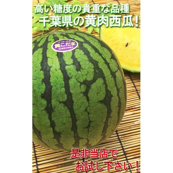 クリームこだま西瓜 黄色スイカ 約3~4kg 2~4玉 千葉県産中心 贈答規格 秀~優品 実測糖度11度の豊かな甘さ!06