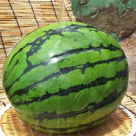 特大クリームスイカ 約7～13kg 特大1玉入り 千葉県産 贈答規格 希少品種 成田・富里を始めとした日本屈指の西瓜産地で育てた抜群の味とシャリシャリ感！