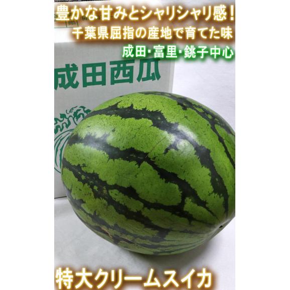 特大クリームスイカ 約7～13kg 特大1玉入り 千葉県産 贈答規格 希少品種 成田・富里を始めとした日本屈指の西瓜産地で育てた抜群の味とシャリシャリ感！02