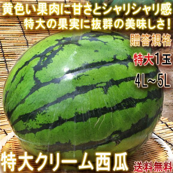 特大クリームスイカ 約7～13kg 特大1玉入り 千葉県産 贈答規格 希少品種 成田・富里を始めとした日本屈指の西瓜産地で育てた抜群の味とシャリシャリ感！02