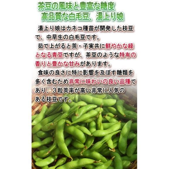 枝豆 厳選えだまめ 約250g×4パック 千葉県産 冷蔵便出荷 枝豆の出荷量日本一の千葉県産！新鮮な旬の品種を厳選してお届け04
