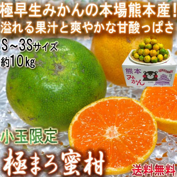極まろ蜜柑 グリーン温州みかん 約10kg S～3Sサイズ 小玉限定 熊本県産 個人農家産中心 極早生ミカンの聖地、熊本産！緑の果実に豊富な果汁と爽やかな甘さ02