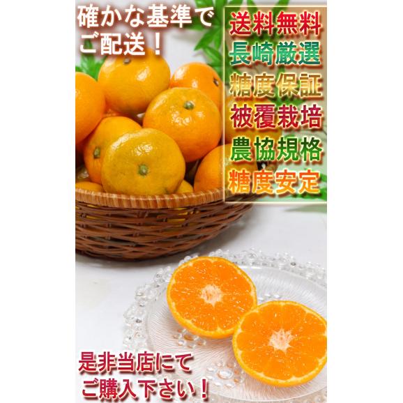味ロマン 極早生みかん 約5kg S～Lサイズ 長崎県産 糖度11度保証 JA長崎せいひ 農園指定・被覆栽培で抜群の味わい！糖度センサー選果のブランド蜜柑05