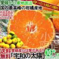 産地直送 宇和の太陽 極早生みかん 約10kg 3S～Sサイズ 愛媛県産 柑橘 温州ミカン 3つの太陽マルチシート栽培!! 