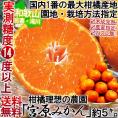 樹成り完熟 有田みかん 宮喜園限定 約5kg 和歌山県産 贈答規格 農園指定蜜柑 実測糖度14度超の濃厚な味！有田地域の個人農家が手掛けた抜群の美味しさ