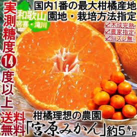 樹成り完熟 有田みかん 宮喜園限定 約5kg 和歌山県産 贈答規格 農園指定蜜柑 実測糖度14度超の濃厚な味！有田地域の個人農家が手掛けた抜群の美味しさ