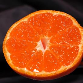 濱ノ姫 プレミアム愛媛みかん 約5kg 贈答規格・特秀品限定 JAにしうわ 八幡浜共撰が誇る最高峰の蜜柑！糖度13度保証の高級フルーツ
