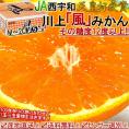 産地直送 川上みかん 風 約5kg M～2Lサイズ 愛媛県産 JAにしうわ 天皇杯受賞の川上ブランド！糖度12度保証で抜群の美味しさ