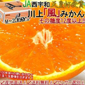産地直送 川上みかん 風 約5kg M～2Lサイズ 愛媛県産 JAにしうわ 天皇杯受賞の川上ブランド！糖度12度保証で抜群の美味しさ