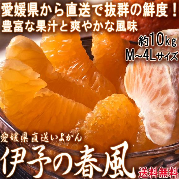 産地直送 伊予の春風 いよかん 約10kg M～4Lサイズ 愛媛県産 伊予柑の出荷量全国一位の愛媛より直送！縁起の良い爽やかな甘さのフルーツ02