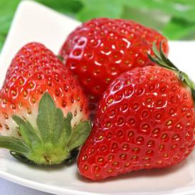 送料無料 イチゴの収穫量50年連続日本一、栃木県の代表品種！