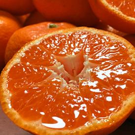 味まる蜜柑 約10kg L～2Lサイズ 長崎県産 JAながさき西海 光センサー選果で糖度12度保障！長崎県が誇るブランド果物、西海みかん