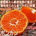 産地直送 ポンカン 約10kg 2S~Mサイズ 愛媛県産 訳あり品 出荷量日本一の愛媛県から直送!鮮度抜群の香り豊かな柑橘