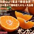 産地直送 ポンカン 約10kg 2S~Mサイズ 和歌山県産 訳あり品 国内有数のみかん産地から直送!抜群の鮮度で豊かな香りと濃厚な甘さ