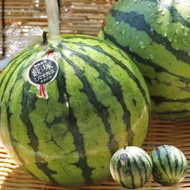 藪塚こだま西瓜 温室スイカ 約3～4kg 2～5玉 群馬県産 贈答規格 JA太田市 温室で育てた甘さ際立つブランドすいか！