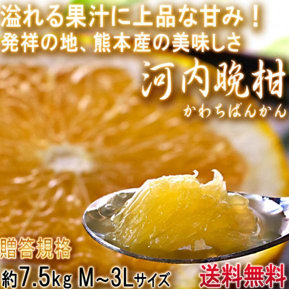 河内晩柑 かわちばんかん 約7.5kg 熊本県産 贈答規格 JA共撰品 秀品～優品 豊富な果汁と上品な甘さの和製グレープフルーツ！02