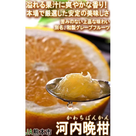 河内晩柑 かわちばんかん 約7.5kg 熊本県産 贈答規格 JA共撰品 秀品～優品 豊富な果汁と上品な甘さの和製グレープフルーツ！03