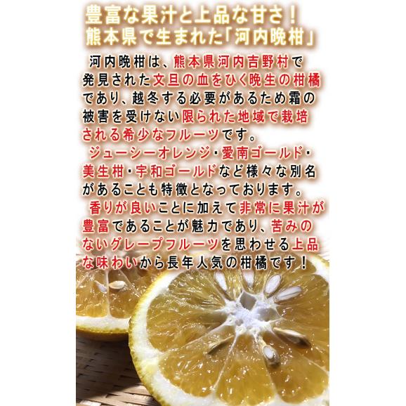 河内晩柑 かわちばんかん 約7.5kg 熊本県産 贈答規格 JA共撰品 秀品～優品 豊富な果汁と上品な甘さの和製グレープフルーツ！04